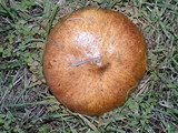 Suillus luteus image