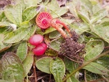 Hygrocybe phaeococcinea image