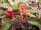 Hygrocybe phaeococcinea image
