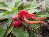 Hygrocybe phaeococcinea image