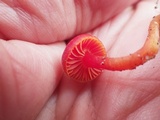 Hygrocybe phaeococcinea image
