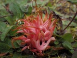 Clavaria rosea image