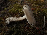 Amanita sect. Vaginatae image