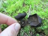 Plectania nannfeldtii image