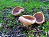Discina ancilis image