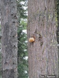 Fomitopsis officinalis image