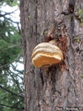 Fomitopsis officinalis image