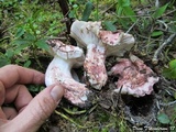 Hygrophorus purpurascens image