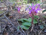 Morchella snyderi image