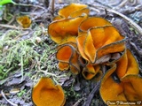 Caloscypha fulgens image