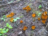 Caloscypha fulgens image