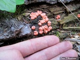Lycogala epidendrum image