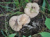 Lactarius maculatus image