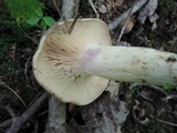 Lactarius maculatus image