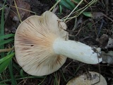 Lactarius maculatus image