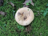 Lactarius psammicola image