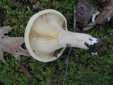 Lactarius psammicola image