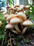 Pholiota squarrosa image