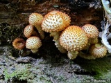 Pholiota squarrosa image