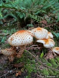 Pholiota squarrosa image