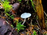 Mycena amicta image