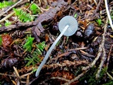 Mycena amicta image