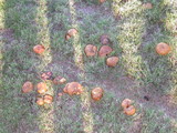 Suillus luteus image