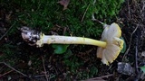 Amanita frostiana image