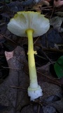 Amanita frostiana image