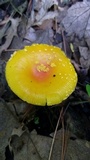 Amanita frostiana image