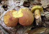 Baorangia bicolor image