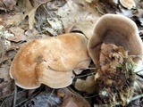 Hydnellum spongiosipes image