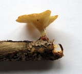 Neofavolus suavissimus image