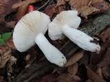 Russula rubescens image