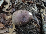 Russula olivacea image