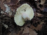 Russula olivacea image