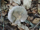 Russula variata image