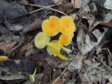 Hygrocybe ceracea image