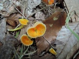 Hygrocybe ceracea image