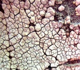 Xylobolus frustulatus image