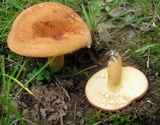 Lactarius volemus image