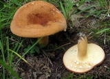 Lactarius volemus image