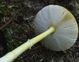 Amanita frostiana image