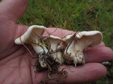 Clitopilus prunulus image