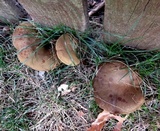 Boletinellus merulioides image