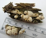 Schizopora paradoxa image