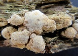 Schizopora paradoxa image