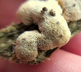 Schizopora paradoxa image