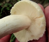 Russula crustosa image