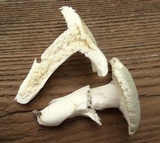 Russula crustosa image